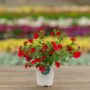 Calibrachoa – Cabaret Red – 4.5″ Pot